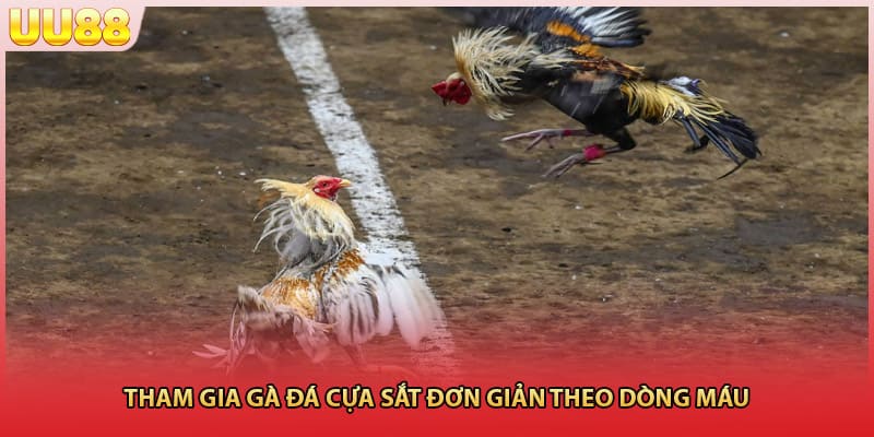 Tham gia gà đá cựa sắt đơn giản theo dòng máu 